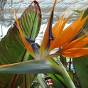 Strelitzia regina fleur